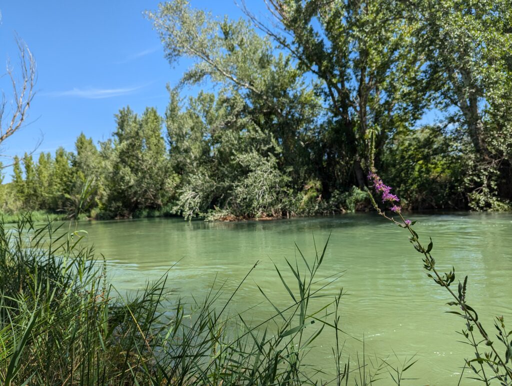 Río de aguas verde esmeralda rodeado de frondosos árboles y cielo azul en Villatoya, con juncos y una flor morada en primer plano en la orilla.